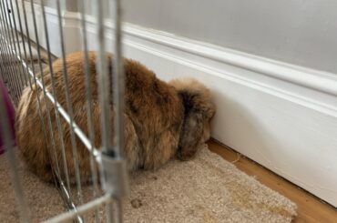 Has the entire house available but squishes himself here