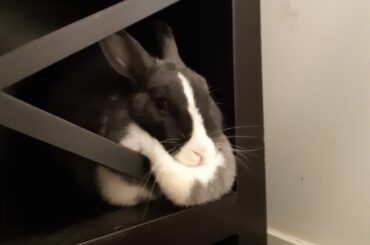 Found this extremely old pic of my girl and had to share. We no longer own this TV cabinet but she used to love nothing more than sleeping crammed up sideways with her dewlap overflowing.