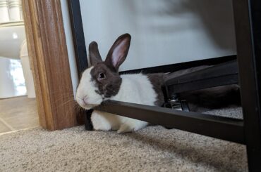 Juniper is a special creature