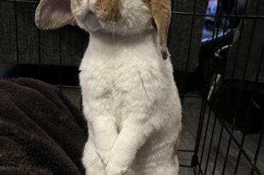 Hi my name is peanut butter and I would like to tell you about our lord and saviour Jesus Christ