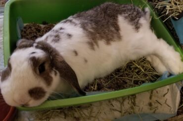 Ah, yes. I too am a fan of resting my head on hard plastic edges rather than the multiple soft beds in the house./s