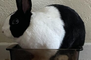 perfect fit 🐰