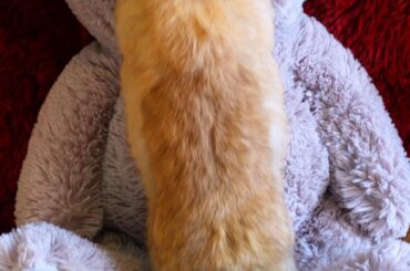 Baby Bunny Loves Teddy