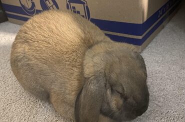 fresh out of the oven