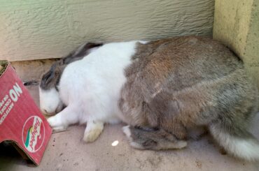 Stalled out only half way flopped