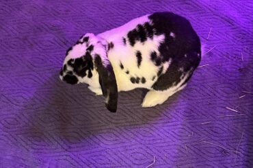 This little criminal just chewed through an expensive lamp cord