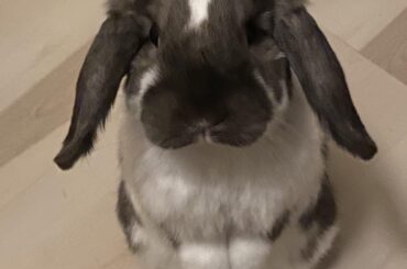 Does this count? Meet Graham 🐰❤️