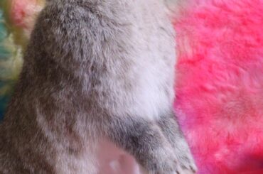 Whatcha Looking At Bunny?