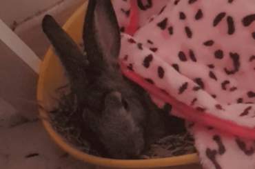 Sleeping in the hay box