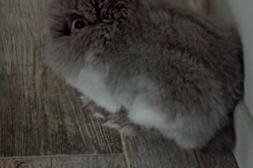 This little fucker smashed my girlfriend's favourite bag