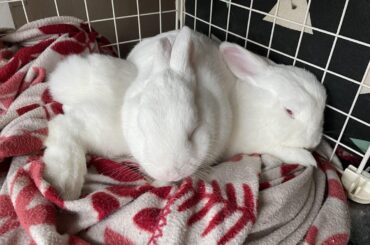 Somebunny is verrrry buncomfortable