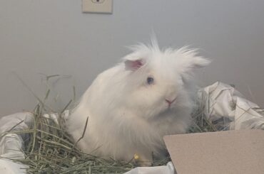 Making herself at home