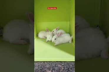 Rabbit House #rabbit #bunny #cute #animals #pets #rabbite #bunnys #rabbites #rabbitrabbit