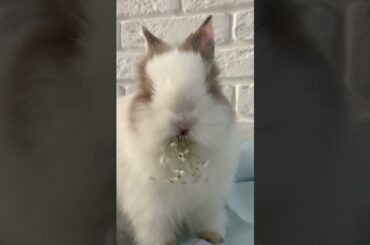 So Cute Bunny Video #animals #bunny #facts