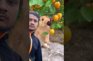 #cute #rabbit #animals #eating #food #fruites@#
