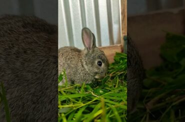 Cute baby rabbit #bunny #rabbit #shorts