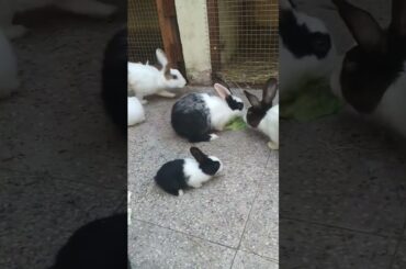 cute baby rabbit playing #youtubeshorts #shortsvideo #bunny