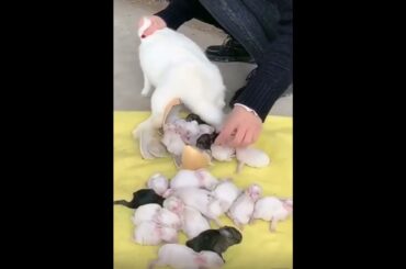 cute rabbit baby #rabbit #viral #trending #shorts