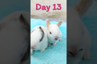 Rabbit Growth - Baby Animals 1 To 17 Days