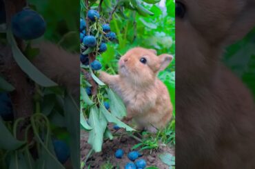 Cute Baby Easter Bunny!  #Easter #bunny #rabbit