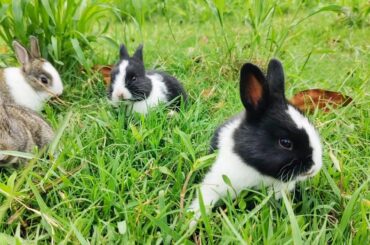 Baby bunny rabbit | Cutest baby rabbits relaxing ASMR