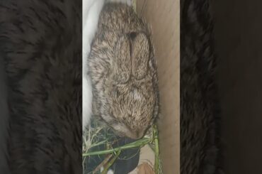 cute baby rabbit