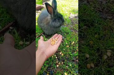 Cute bunny #rabbitbaby #angorarabbit #viralvideo #loveforanimals #subscribe #cuterabbit