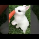 Cute Baby Rabbits Playing,Feeding Activities | Bunny Rabbit (Baby Rabbits)#abshortclub722