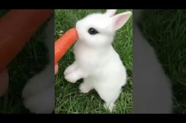 Cute Baby Rabbits Playing,Feeding Activities | Bunny Rabbit (Baby Rabbits)#abshortclub722