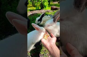 cute bunnies#cuterabbit #khargosh #angorarabbit #newvideo #subscribe #viralvideo #bunny #rabbit