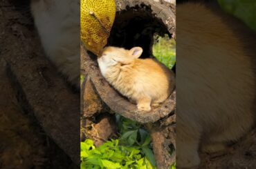 cute rabbit #rabbit #rabbits #cuterabbit #rabbitfarming #rabbite #shorts #viral #trending #cutecat