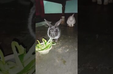 Cute bunny eating cucumber#shorts