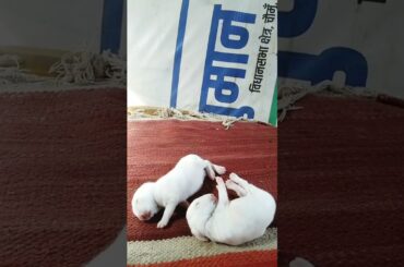 Cute Baby Rabbits Playing,Feeding Activities | Bunny Rabbit (Baby Rabbits)