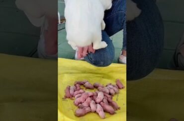 Rabbit baby - Cutest baby rabbits grow Up #pets #cute