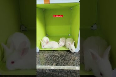 Cutie Bunny #rabbit #bunny #cute #animals #pets #rabbite #cuteanimals #bunnys #rabbites