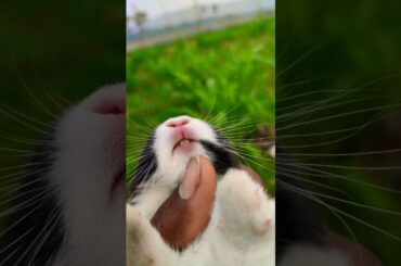 cute baby rabbit | so cute bunny #rabbit #bunny #cutebabybunny #bunny #shorts