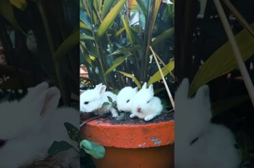Cute baby rabbits playing | so so cute rabbit