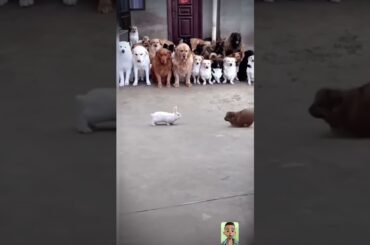 dog and rabbit fighting #bear  #animal #goatlovers #babygoat #funny #cute #goatsounds #baby #dog
