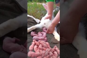 Rabbit baby || Baby rabbits grow Up #cute #shorts