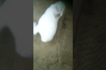 Cute Baby Rabbits Playing,Feeding Activities | Bunny Rabbit (Baby Rabbits)#abshortclub722