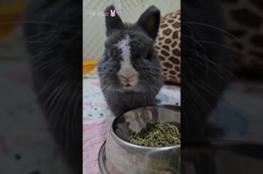 Cute Baby Netherland Dwarf Bunny Rabbit Eating #shorts #babybunny #babyrabbit