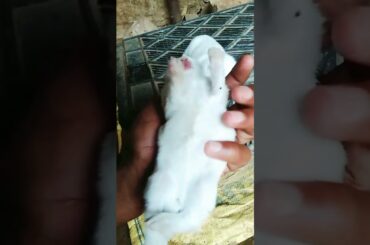 Cute Baby Rabbits Playing,Feeding Activities | Bunny Rabbit (Baby Rabbits)#abshortclub722