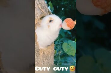 #rabbit #cute #bunny #animals #pets #youtubeshorts #petlover #dog #meowcreation #danceremix