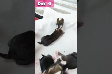 baby rabbits day up day #rabbite #rabbitrabbit #cute #rabbit #animals #pets