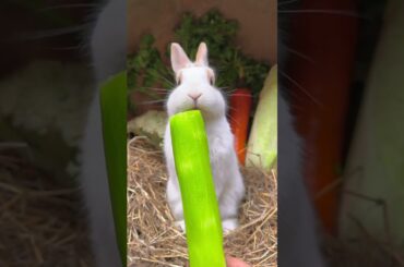 Little rabbit eats lettuce #pets #cute #rabbit #animals #shorts #tiktok
