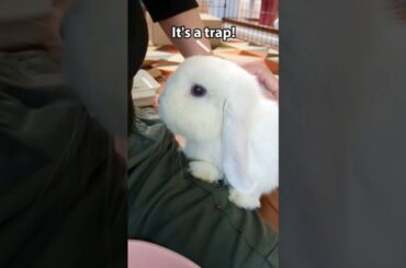 Will this cute bunny fall for it?