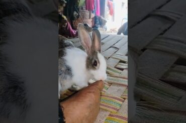 cute baby rabbit mere Pair ko chat kr side hone ke liye ghus de rha tha #youtube #viral #video