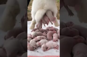 cute baby rabbit #rabbit #viral #trending #shorts