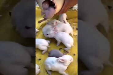 cute rabbit baby #viral #trending #rabbit #shorts