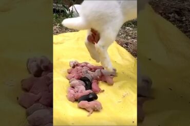 rabbit cute bunny #shorts #shortsfeed #viral